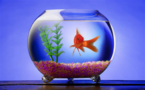 goldfish_300x.png