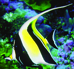 Moorish Idol, a star in Long Beach Opera production Photo by Aquarium of the Pacific